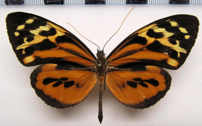 Tithorea harmonia pseudonyma  Male  Staudinger, 1894                               