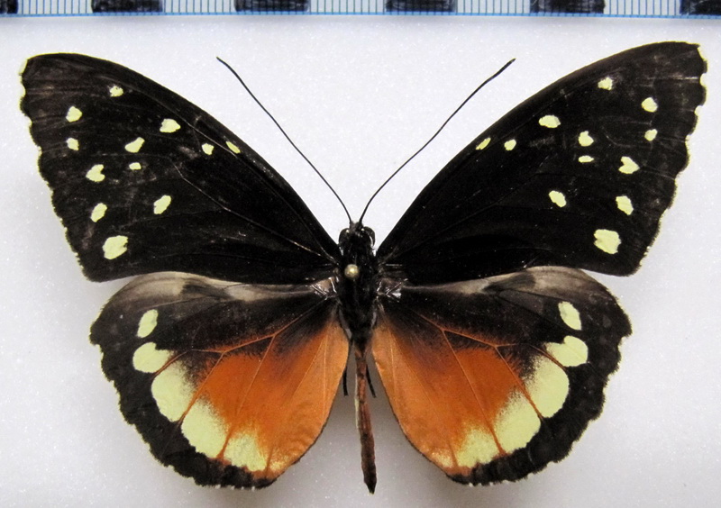   Tithorea tarricina hecalesina  male Felder & Felder, 1865                              