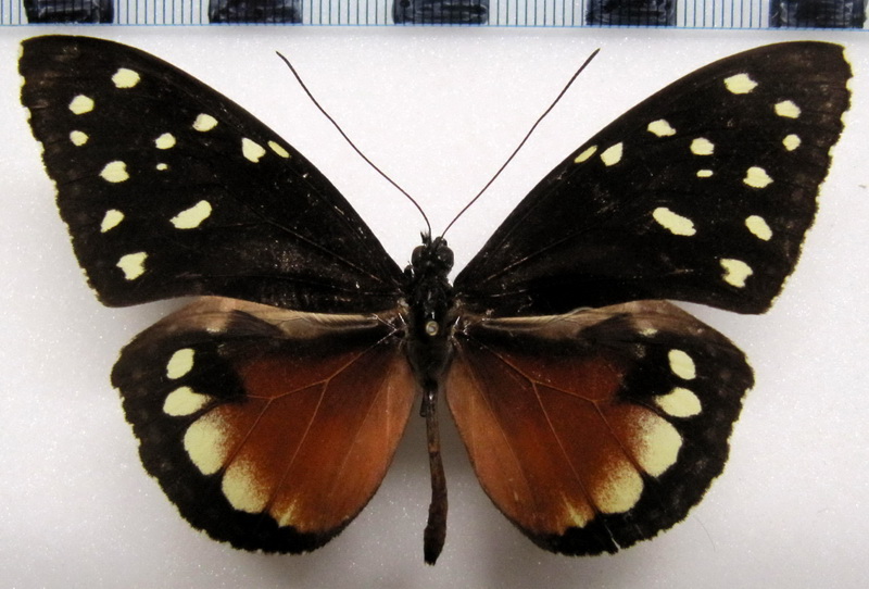  Tithorea tarricina parola   male    Godman & Salvin, 1898                              