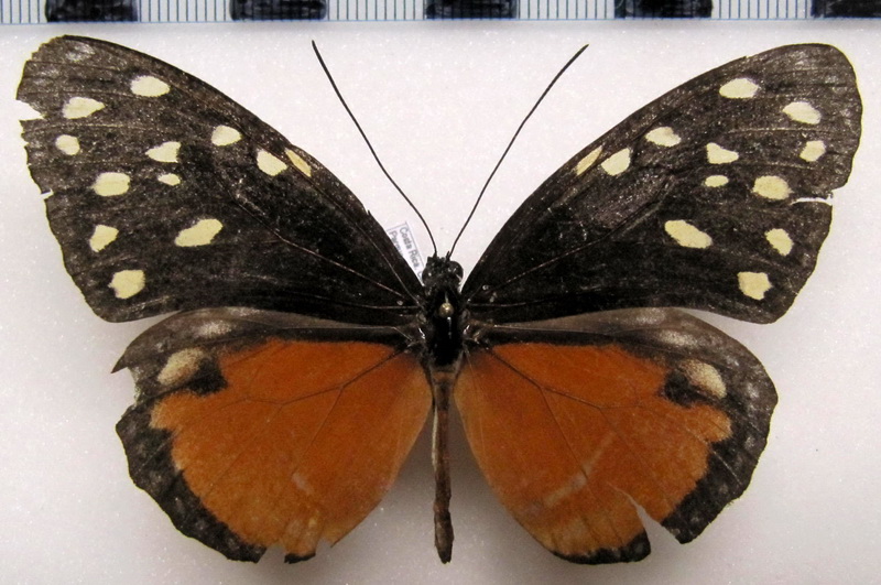 Tithorea tarricina pinthias   femelle  Godman & Salvin, 1878                               