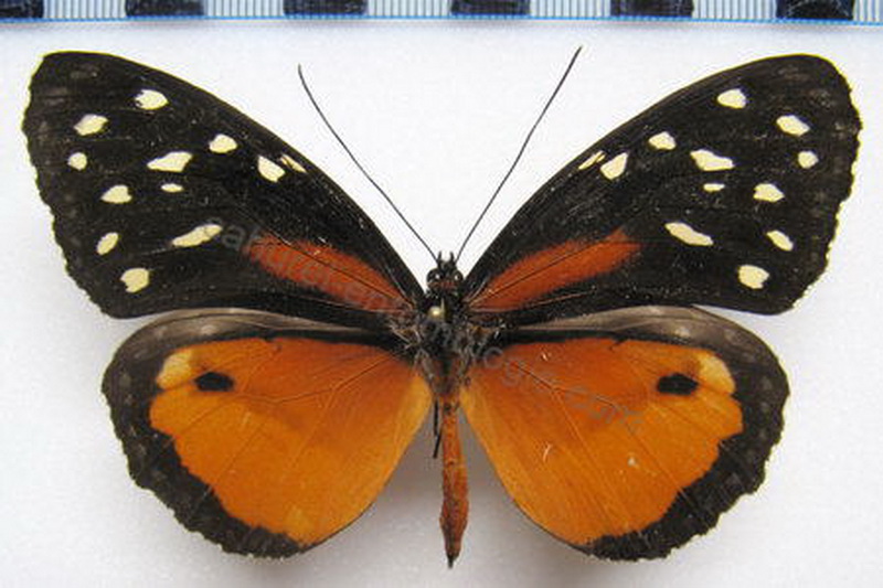  Tithorea tarricina targama  femelle  Hewitson, 1874 