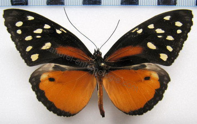  Tithorea tarricina targama  male Hewitson, 1874