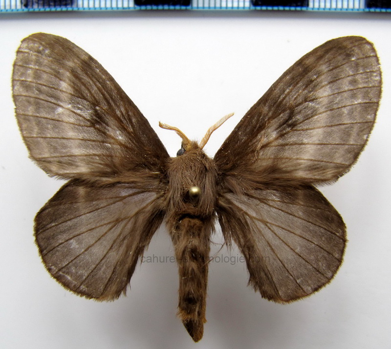         Euglyphis giulia femelle Schaus, 1906                       