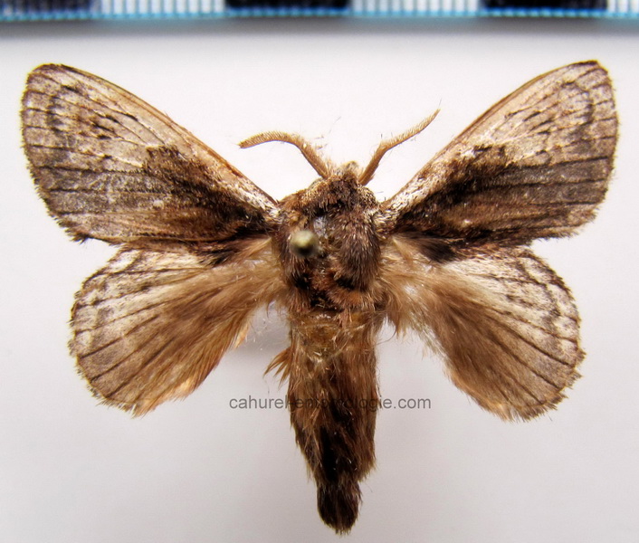 Euglyphis vithersi     (Schaus, 1905)    mâle                      