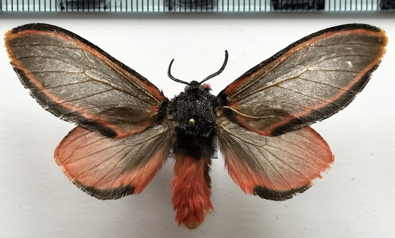 Edebessa circumcincta  mâle  (Schaus, 1905) 