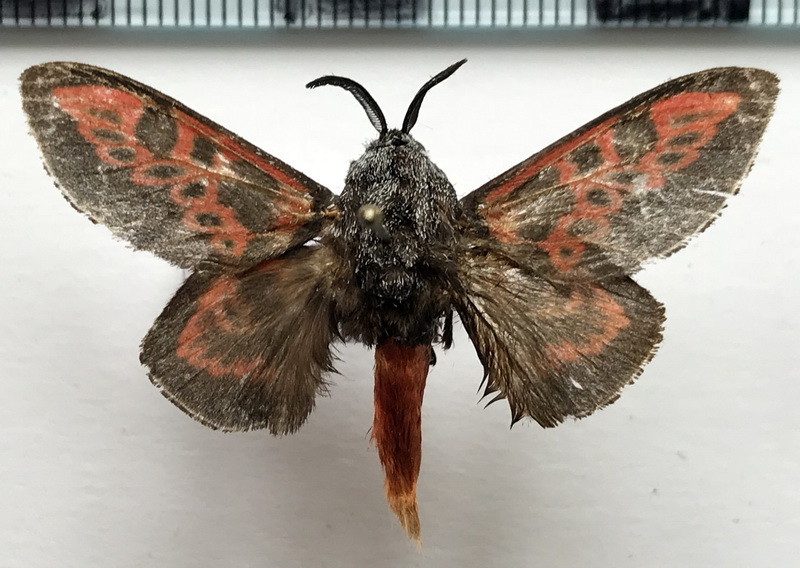 Edebessa bicolor  mâle   (Möschler, 1883) 