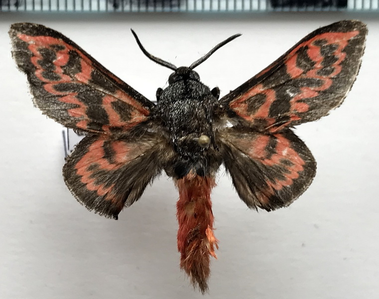 Edebessa bicolor  mâle   (Möschler, 1883) 