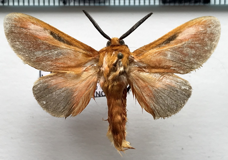 Eochroma pulchella  mâle  (Schaus, 1905) 