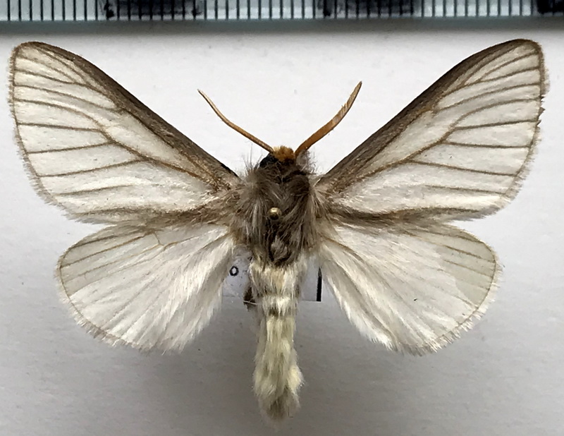 Macara nigripes mâle  (Dyar, 1909) 