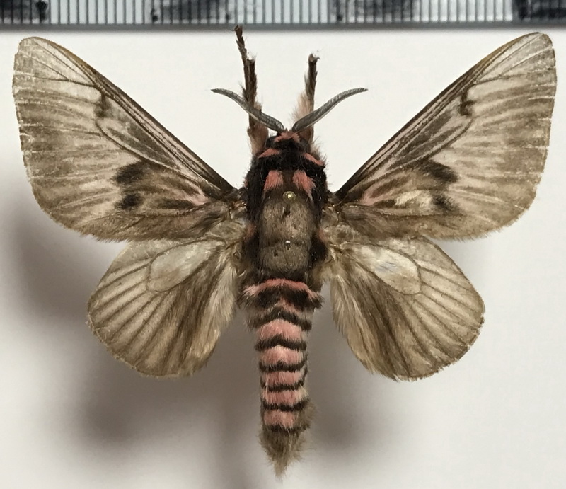  Megalopyge lanata  mâle  (Cramer, 1780) 