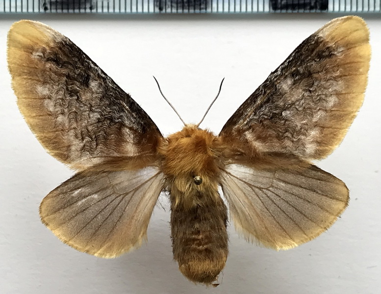 Megalopyge xanthopasta  femelle   (Sepp,[1848])