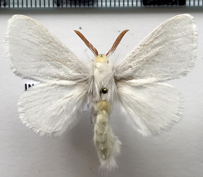 Norape argyrorrhoea  mâle  (Hübner, 1825) 