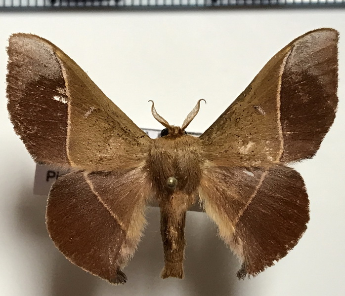 Alheita caudina     femelle  (Schauss, 1905)        