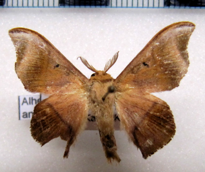  Alheita anoca  mâle  (Schaus, 1905)                            