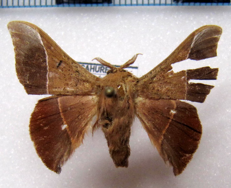 Alheita caudina  mâle  (Schauss, 1905)                  