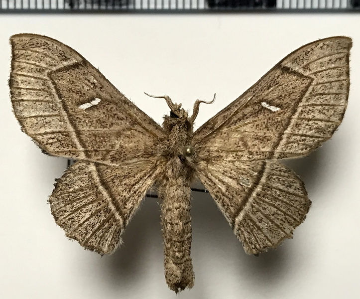 Bedosia trailii  (Butler, 1878)  femelle