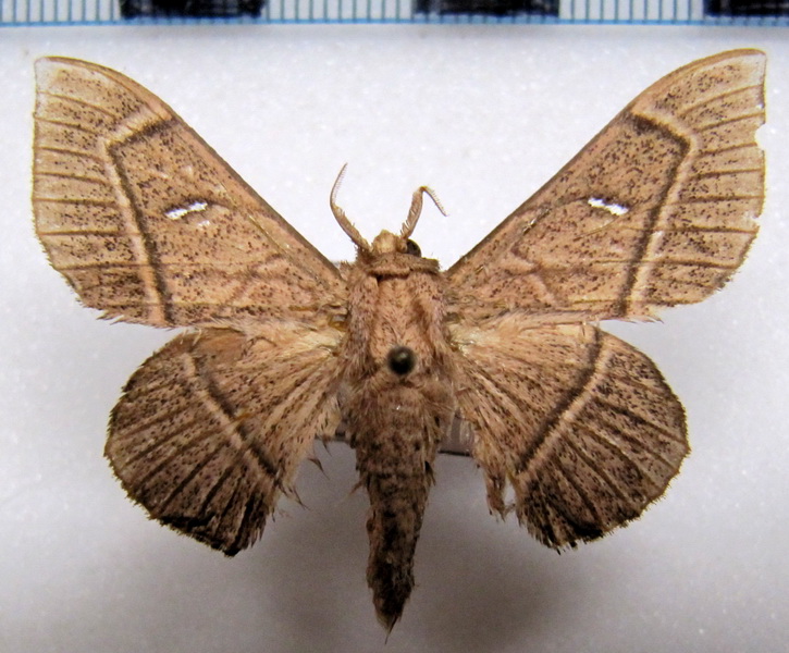 Bedosia trailii   (Butler, 1878)  femelle                              