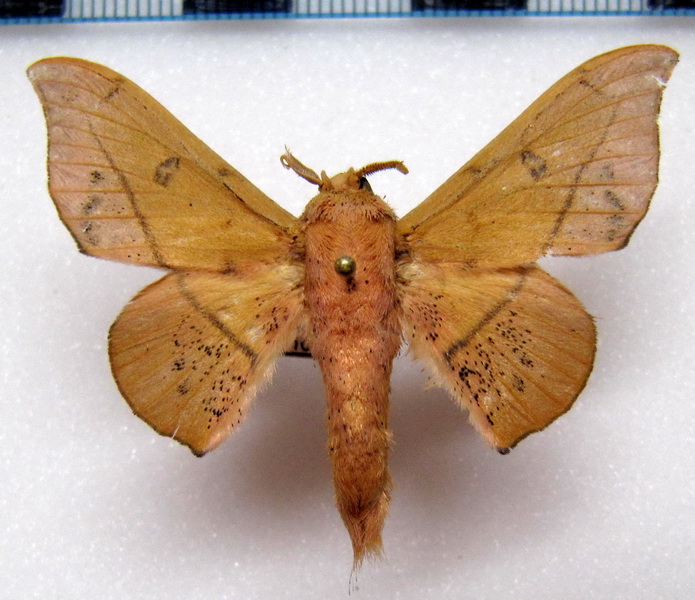 Cicinnus bactriana    mâle  (Butler, 1878)                              