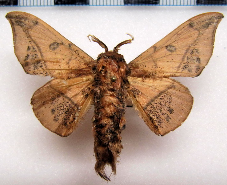 Cicinnus bactriana    mâle  (Butler, 1878)                           