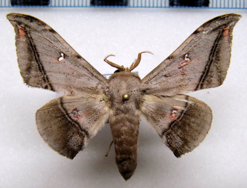  Cicinnus fogia  mâle    Schaus, 1905                        
