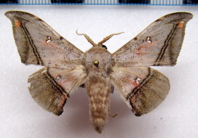  Cicinnus fogia  mâle   Schaus, 1905                          