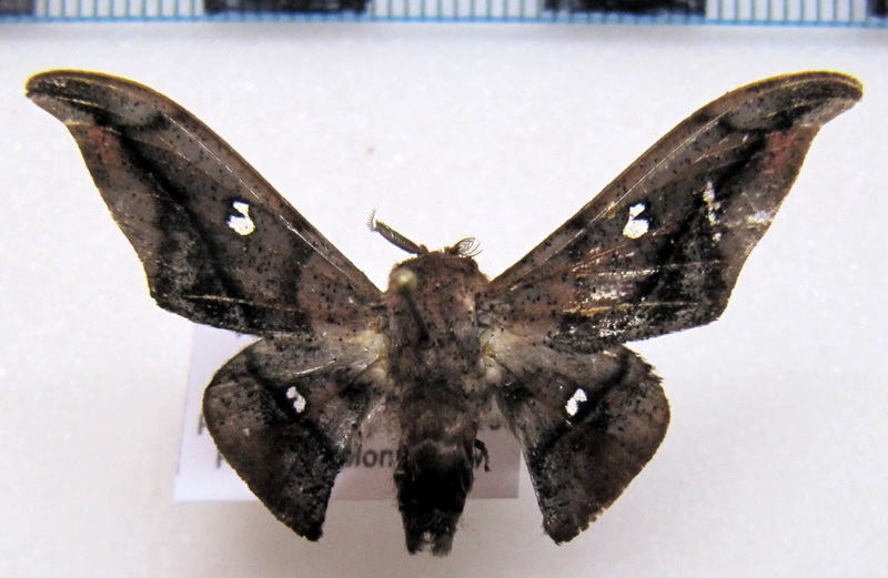    Cicinnus gaia mâle Paratype D. Hebin, 2015                                                    