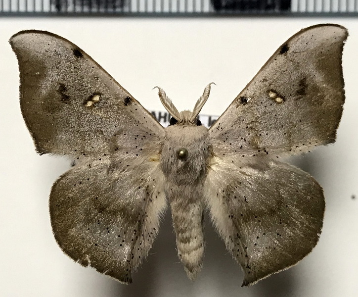 Eadmuna esperans (Schaus, 1905)  mâle