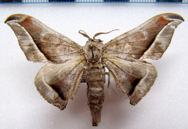  Menevia plagiata mâle     (Walker, 1855)                       