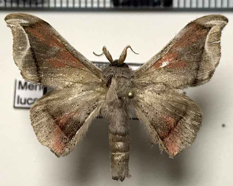 Menevia lucara (Schaus, 1905)  mâle