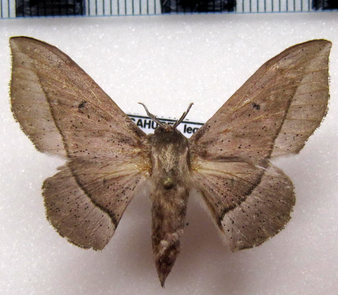 Procinnus cahureli femelle n. sp (supposée)   D. Herbin, 2016                            