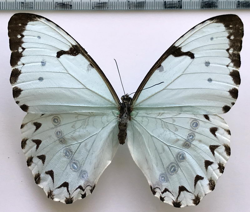   Morpho epistrophus catenaria  femelle   Perry, 1811                          