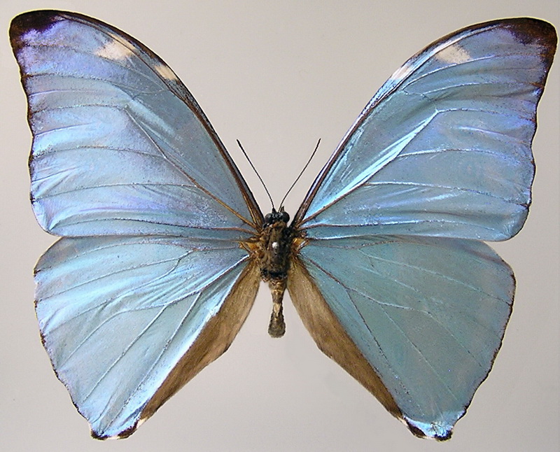 Morpho eugenia  mâle Deyrolle, 1860