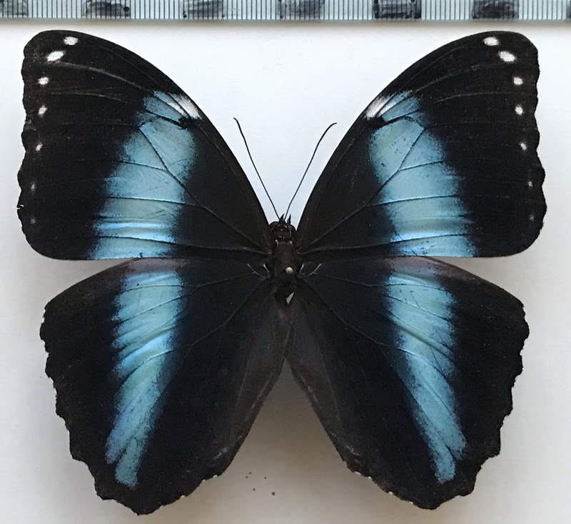  Morpho achilles achilles mâle  Linnaeus, 1758