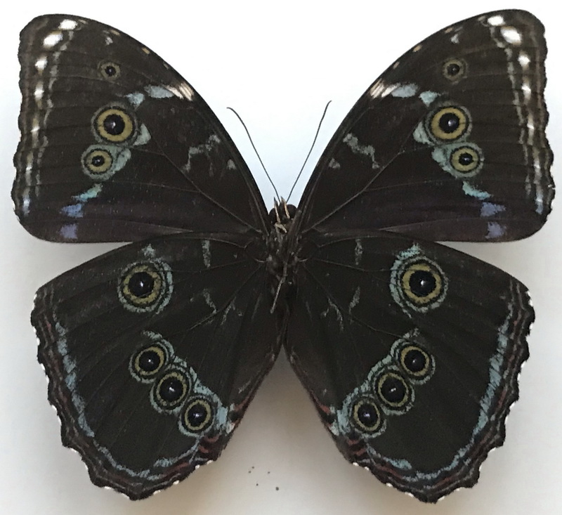   Morpho achilles achilles mâle  Linnaeus, 1758