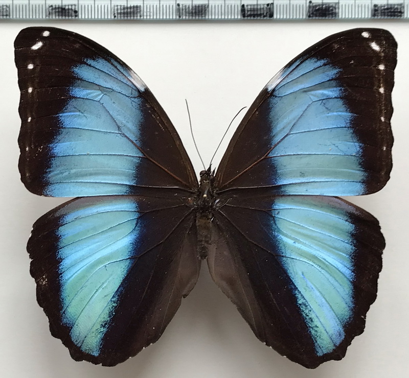  Morpho achilles agamedes  mâle Fruhstorfer, 1912