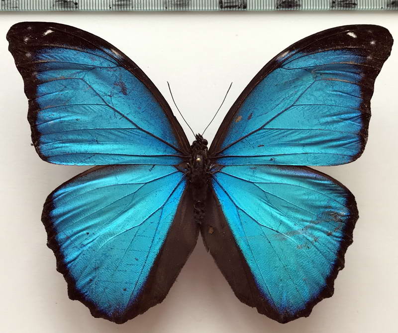  Morpho amathonte ecuadorensis mâle 