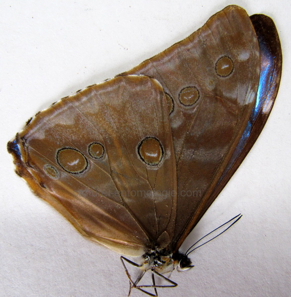  Morpho aurora aureola mâle     Fruhstorfer, 1913                      