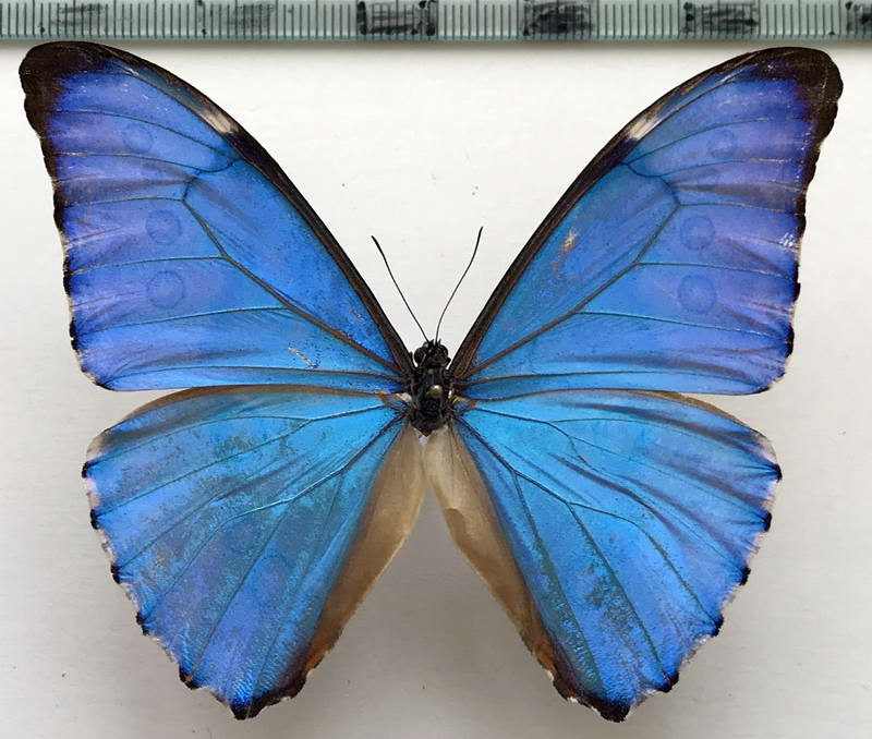  Morpho aurora issidornis mâle  