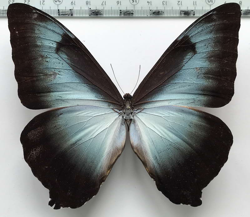  Morpho cisseis phanodemus mâle   Hewitson, 1869