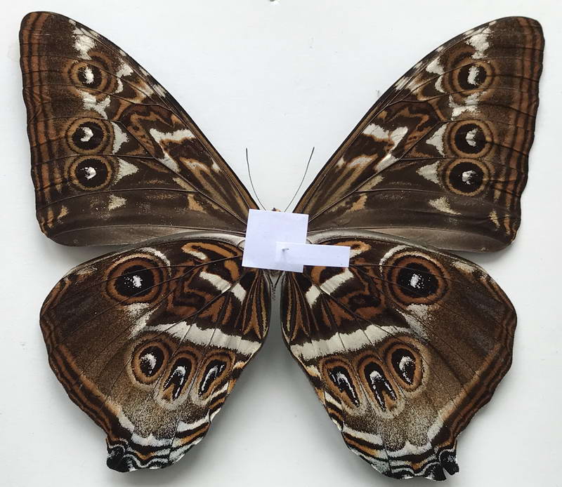   Morpho cisseis phanodemus mâle   Hewitson, 1869