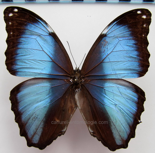      Morpho deidamia diffusa  mâle     Le Moult & Réal, 1962                       