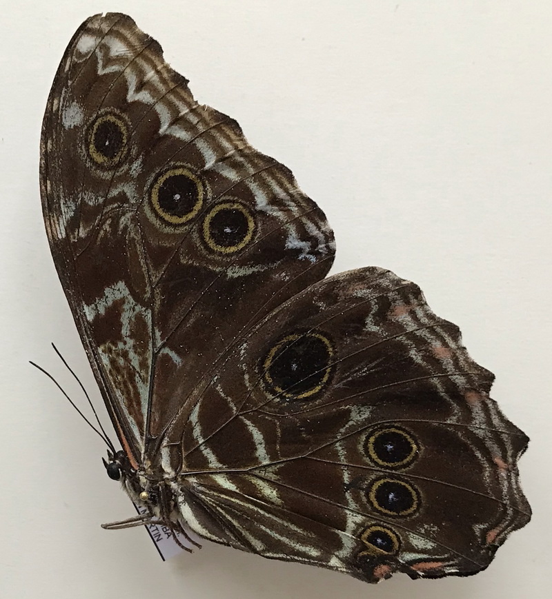  Morpho deidamia mariae  mâle  