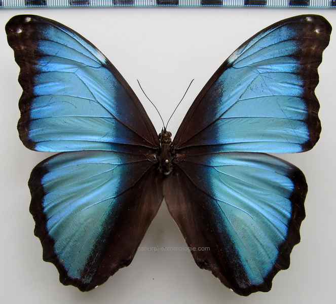     Morpho deidamia pyrrhus  mâle     Staudinger, 1887                        