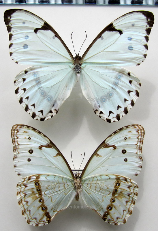      Morpho epistrophus catenaria  mâle   Perry, 1811                          