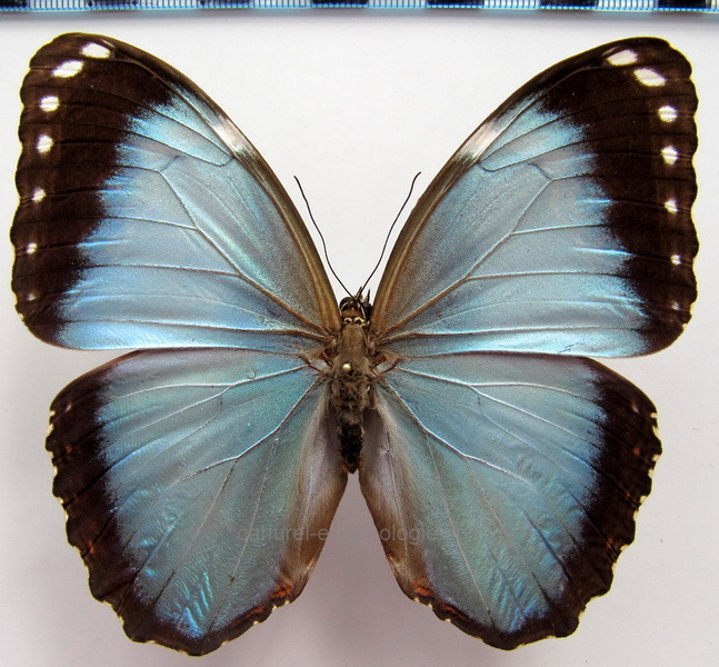  Morpho helenor anakreon  mâle    Fruhstorfer, 1910                