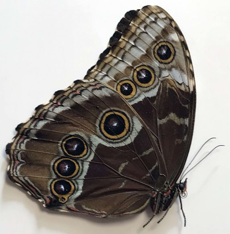  Morpho helenor carillensis mâle 