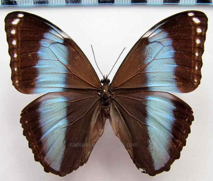        Morpho helenor helenor  mâle       (Cramer, 1776)                   