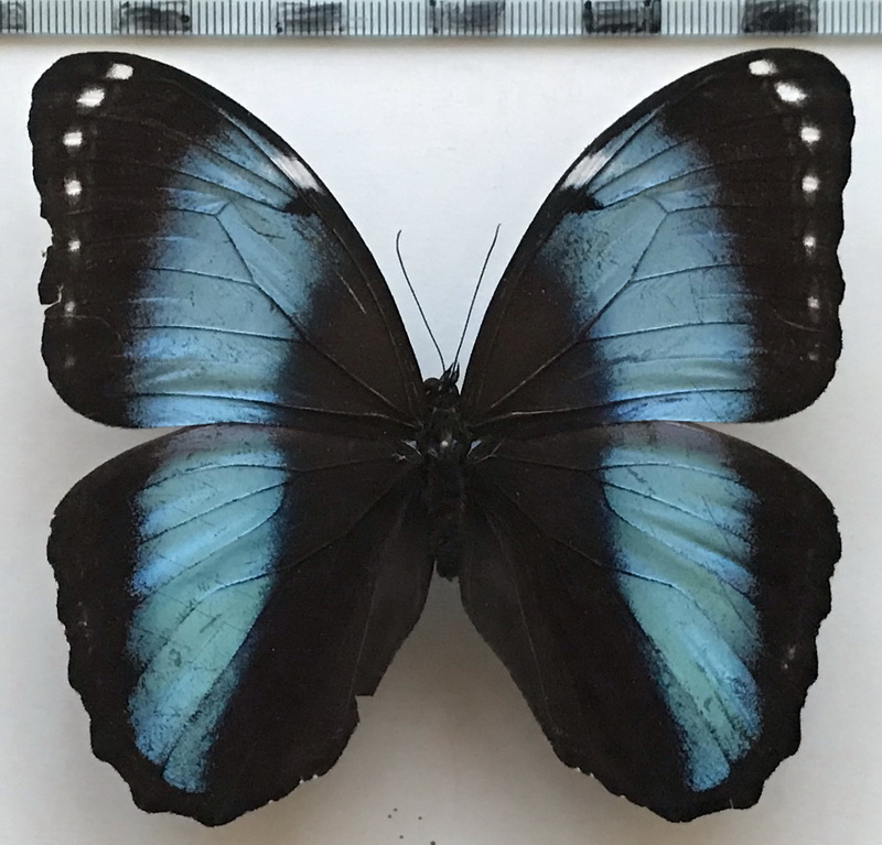  Morpho helenor lacommei  mâle  