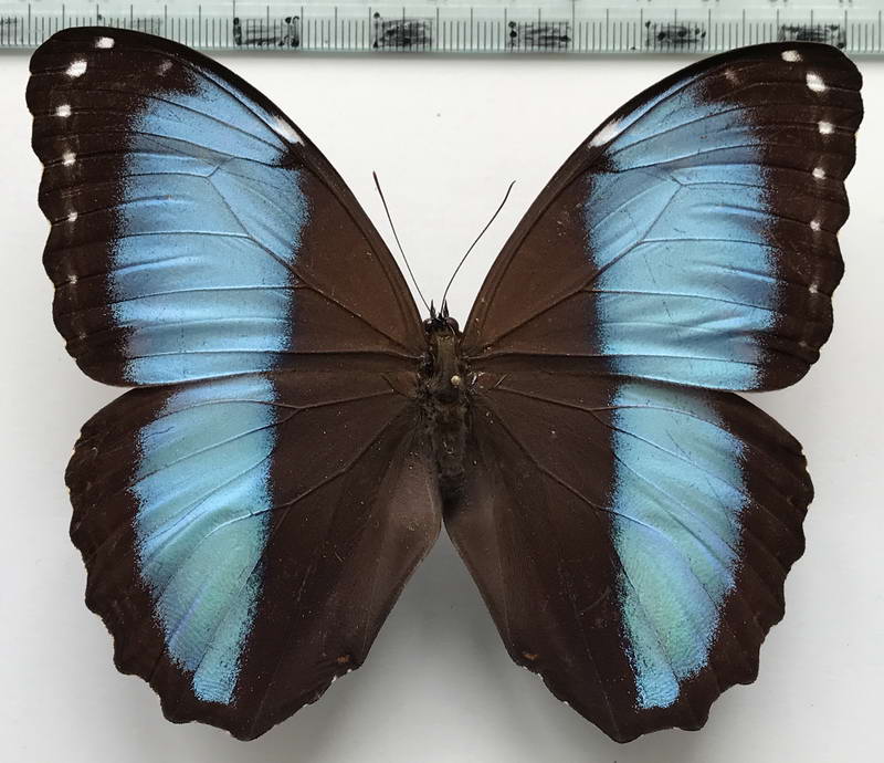  Morpho helenor papirius  mâle   Hopffer, 1874 