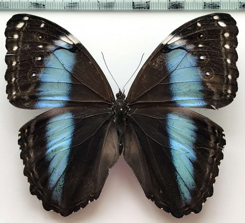   Morpho helenor theodorus  femelle